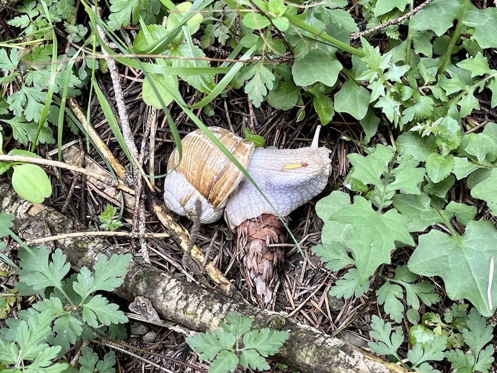 „App“ in den Wald